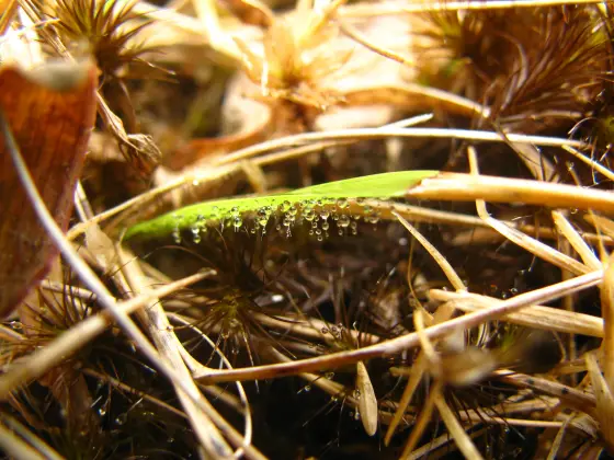 Droplets hang beneath a green grass blade among dry stems.