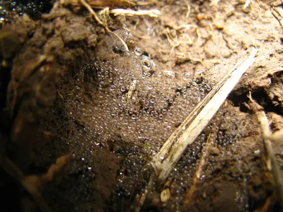 Water droplets cling to a web against rough bark in the Vellarimala vegetation.