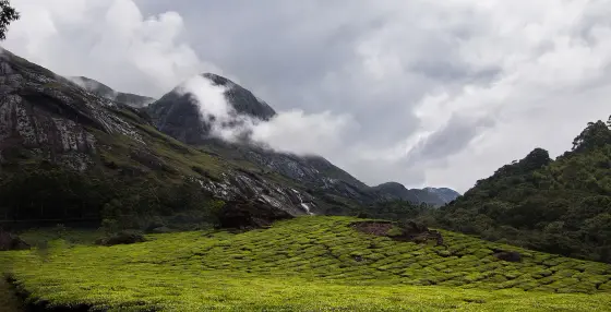 Tea rows in the foreground lead towards cloud-wrapped rocky slopes on the approach to Eravikulam National Park.