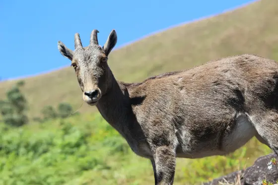 A Nilgiri tahr turns its head towards the camera, with grass and blue sky behind.