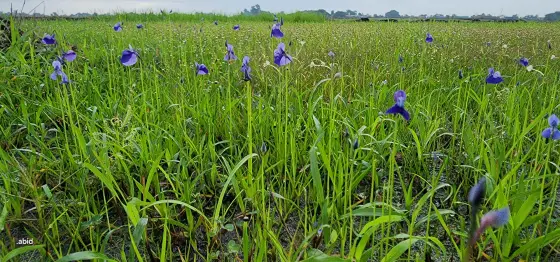 Small purple flowers among the grasses of Madayipara; plateau flora photographed close to the ground.