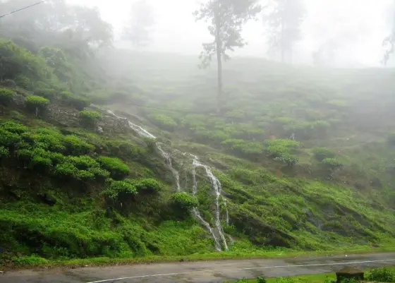 Tea-covered slopes and a wet estate road in the Peermade landscape.