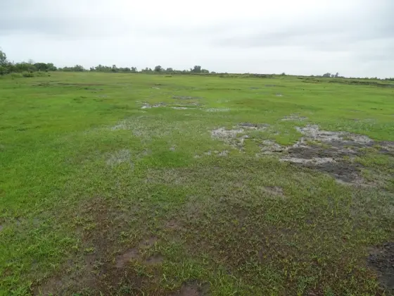 Rainwater lies between grass and exposed laterite on Madayipara, the temple’s plateau setting.