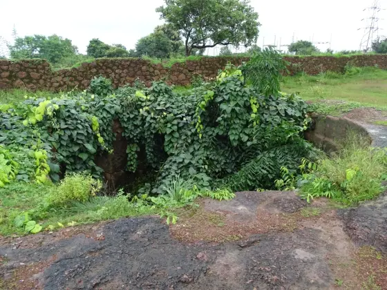 A vegetation-covered well on the wider plateau; this is distinct from Vadukunda temple pond.