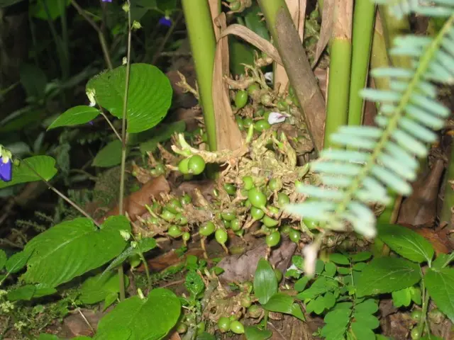 Spice plantations, Thekkady and Kumily