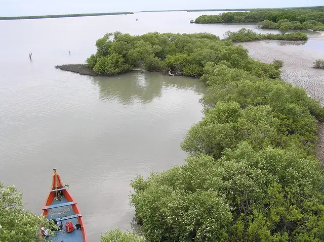 Muthupet Lagoon and Mangroves, Muthupet
