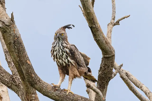 Chincholi Wildlife Sanctuary, Chincholi
