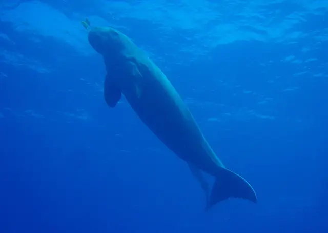 Gulf of Mannar Marine National Park, Dhanushkodi