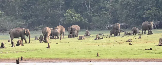 Nagarhole National Park, Srimangala