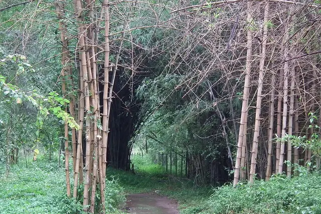Nisargadhama, Kushalnagar