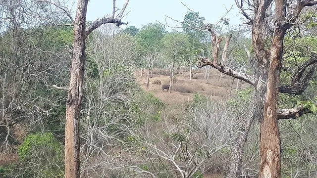 Bandipur National Park, Gundlupet