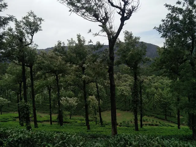 Manjolai Hills, Ambasamudram