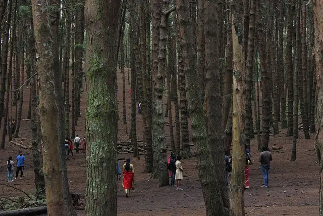 Pine Forest, Kodaikanal