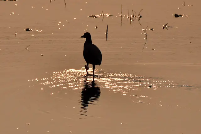 Vedanthangal Bird Sanctuary, Mamallapuram