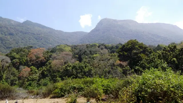 Pambadum Shola National Park, Munnar