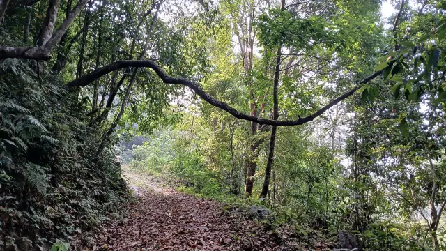 Malabar Wildlife Sanctuary, Kakkayam