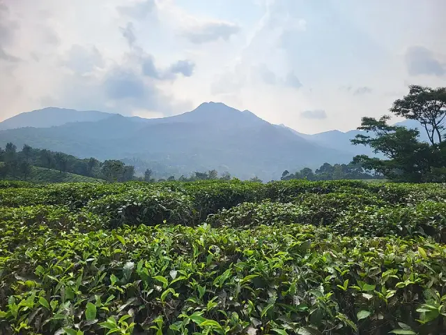 Achoor Tea Museum, Meppadi and Chembra