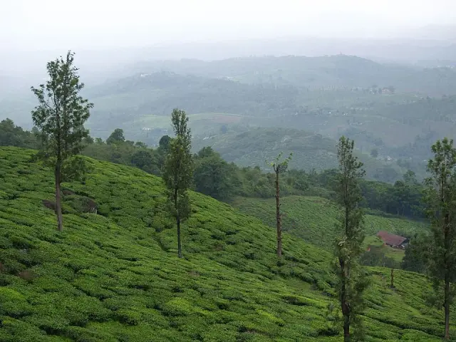 Ripon Tea Estate, Meppadi and Chembra