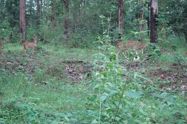 Tholpetty Wildlife Sanctuary, Mananthavady