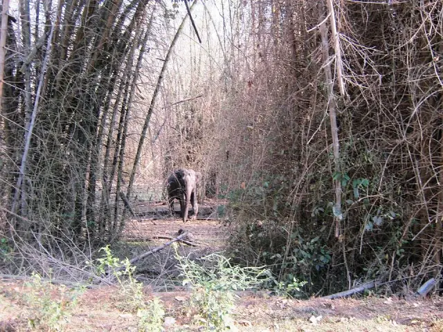 Muthanga Wildlife Sanctuary, Sulthan Bathery