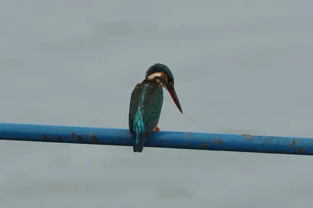 Kadalundi Bird Sanctuary, Kadalundi