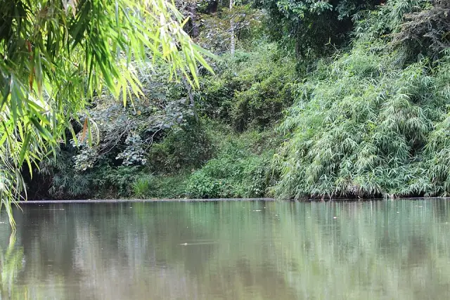Veettikunnu Island, Parambikulam