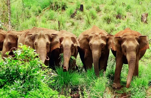 Periyar Tiger Reserve, Thekkady and Kumily