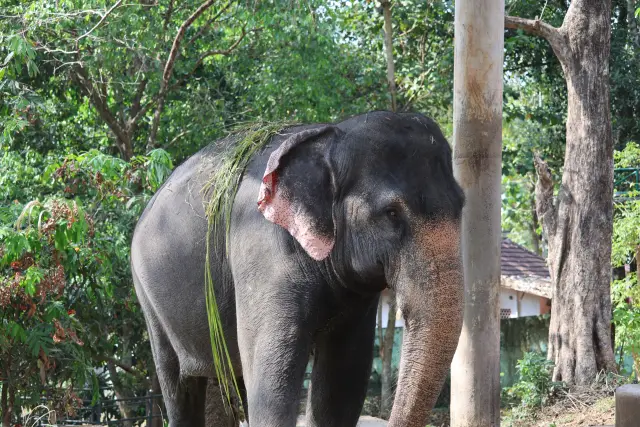 Konni, Gavi day tour