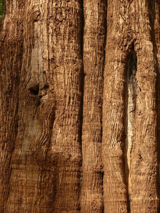 Kannimara teak, Parambikulam