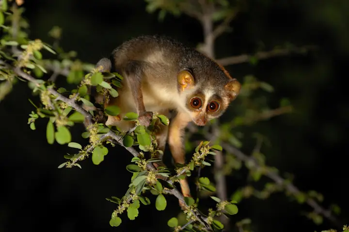 Kadavur Slender Loris Wildlife Sanctuary, Karur
