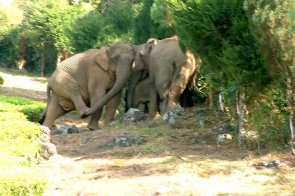 Meghamalai Wildlife Sanctuary, Theni