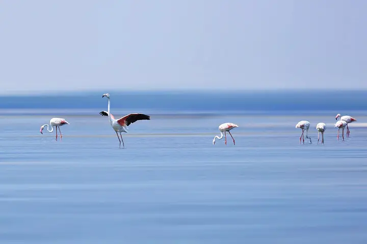 Pulicat Lake Bird Sanctuary, Thiruvallur