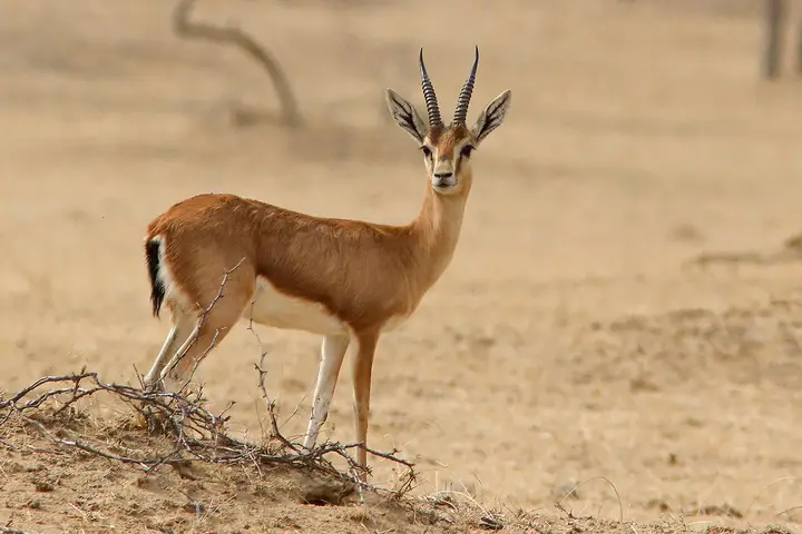 Yadahalli Chinkara Wildlife Sanctuary, Bilagi