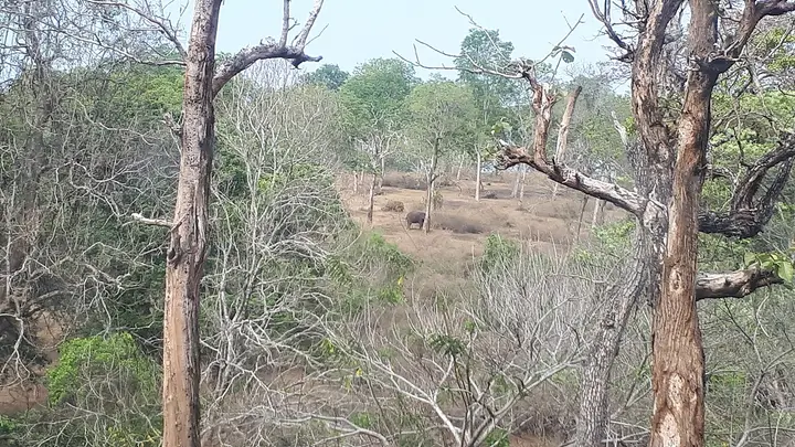 Bandipur National Park, Chamarajanagar
