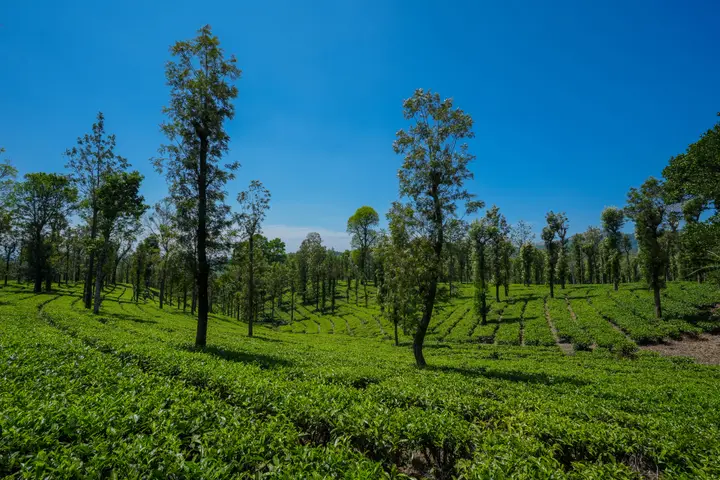 Priyadarshini Tea Environs, Wayanad