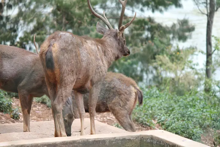 Deer Park, Ooty, The Nilgiris