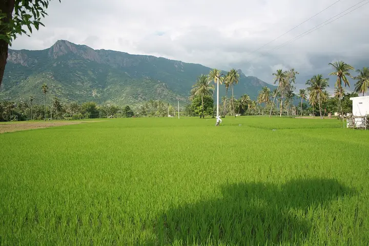 Jawadhu Hills, Tiruvannamalai