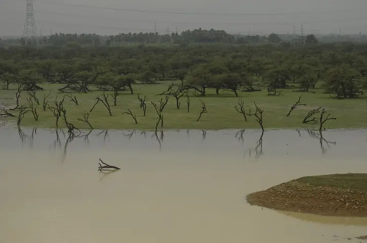 Koonthankulam Bird Sanctuary, Tirunelveli