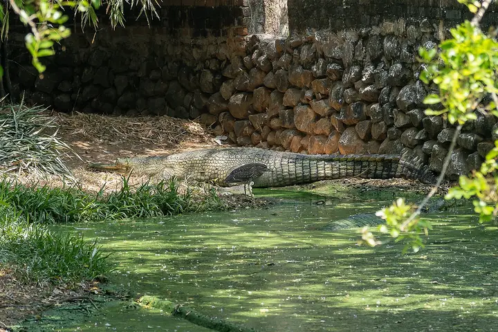 Madras Crocodile Bank Trust, Chengalpattu