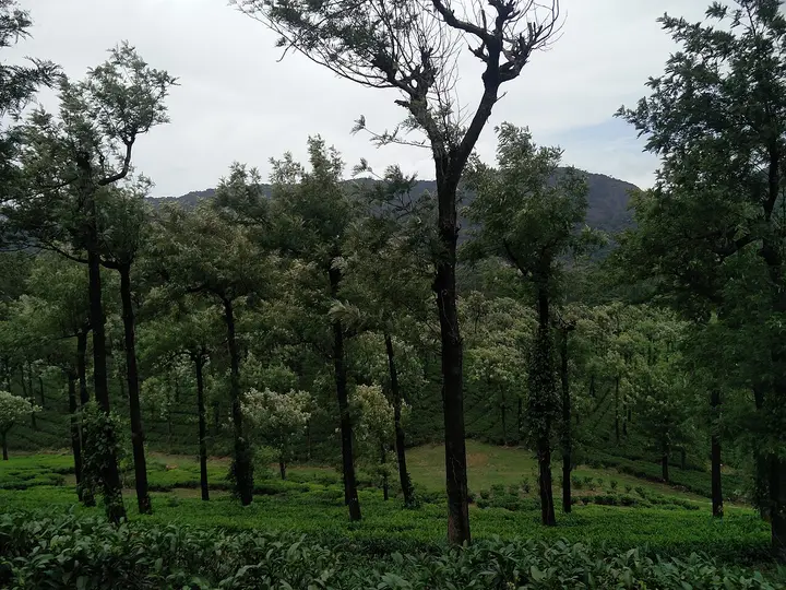 Manjolai Hills, Tirunelveli