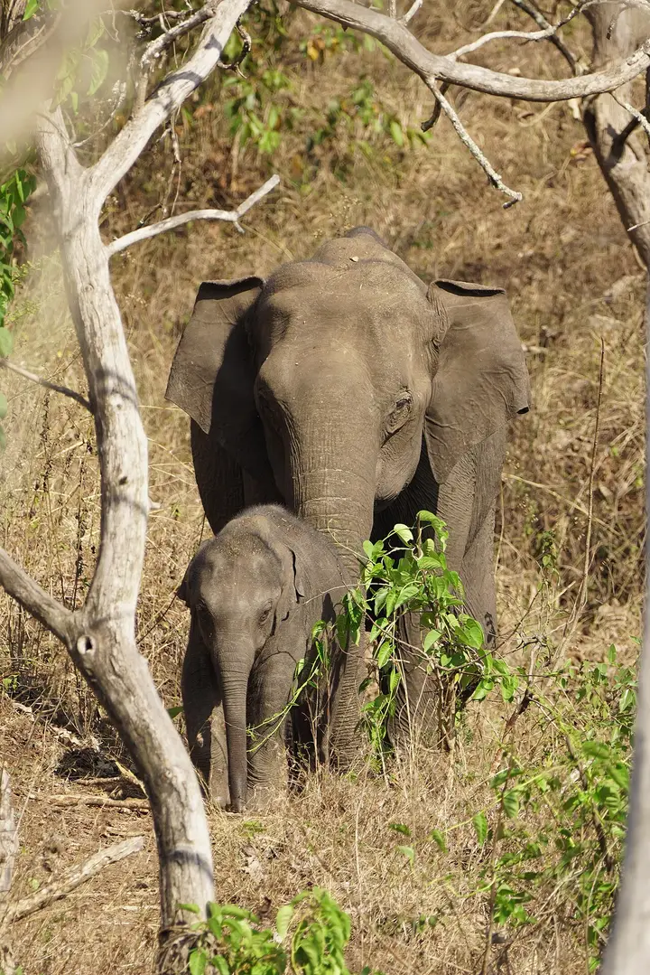Mudumalai National Park, The Nilgiris