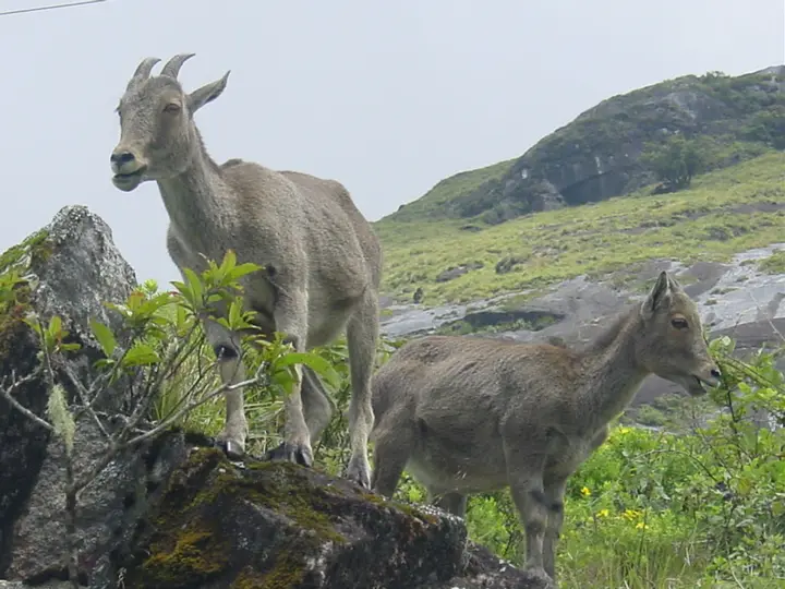 Mukurthi National Park, The Nilgiris