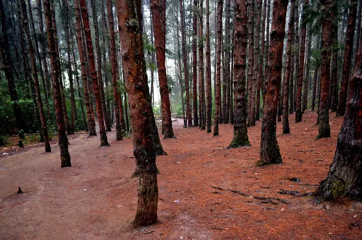 Pine Forest, Ooty, The Nilgiris