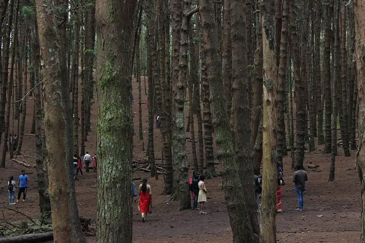 Pine Forest, Dindigul