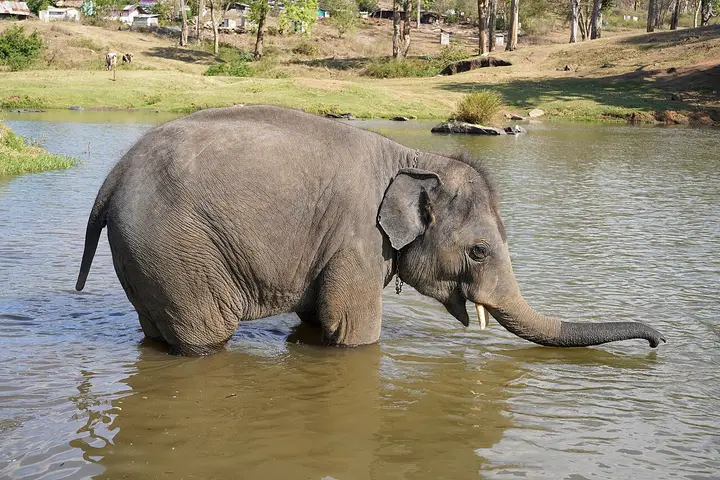 Theppakadu Elephant Camp, The Nilgiris