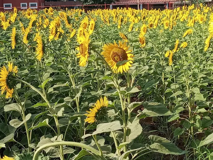 TNAU Botanical Garden, Coimbatore