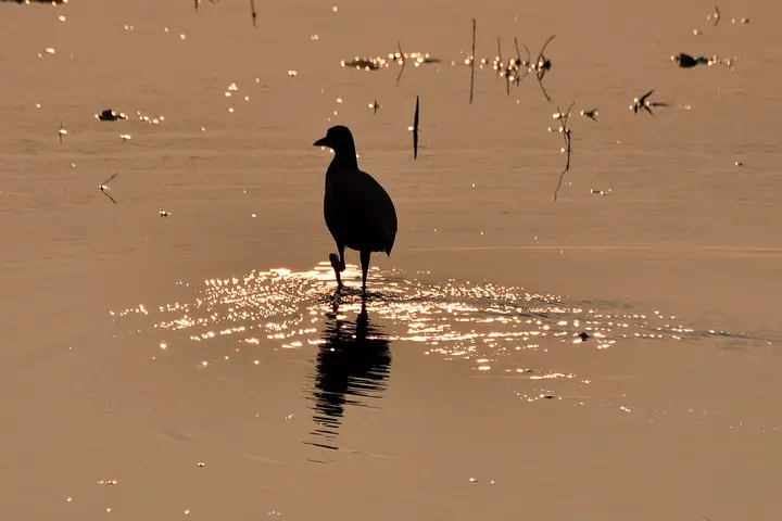 Vedanthangal Bird Sanctuary, Chengalpattu