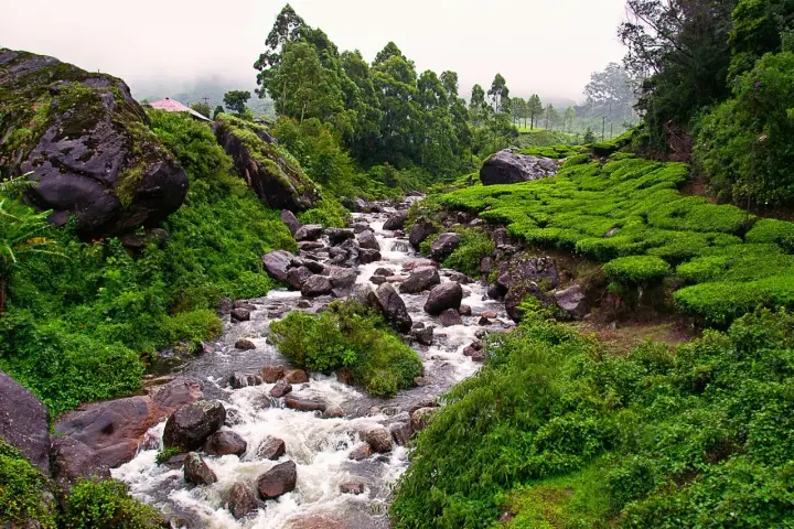 Nayamakad Waterfalls, Idukki