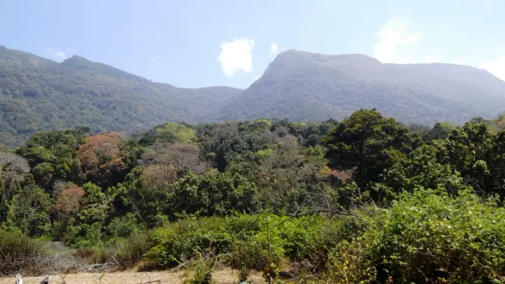 Pambadum Shola National Park, Idukki