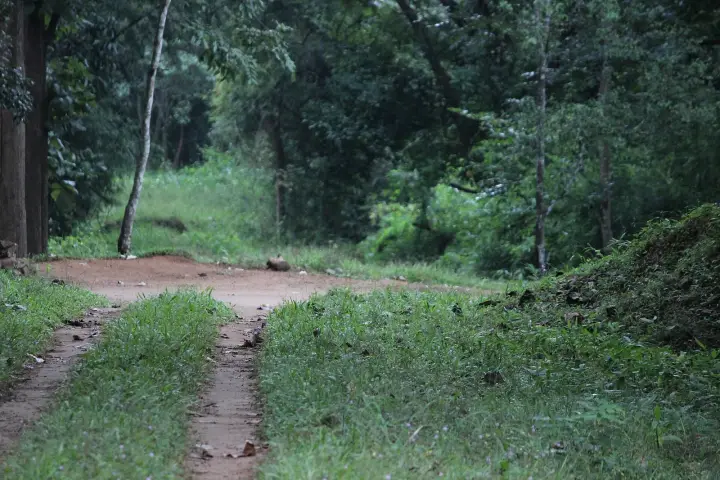 Parambikulam trek, Palakkad